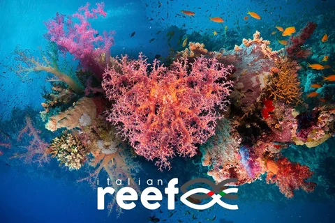 italian reef